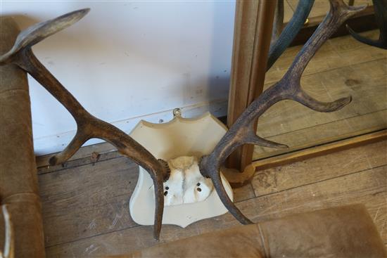 8 various antlers and skulls on plaques